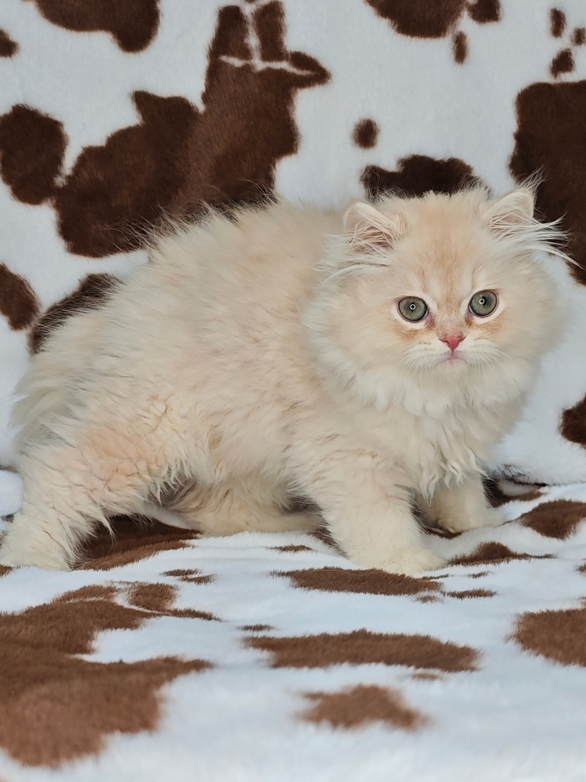 长毛凯米尔色弟弟